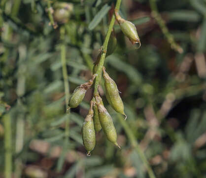 Imagem de Astragalus silvisteppaceus Knjaz.