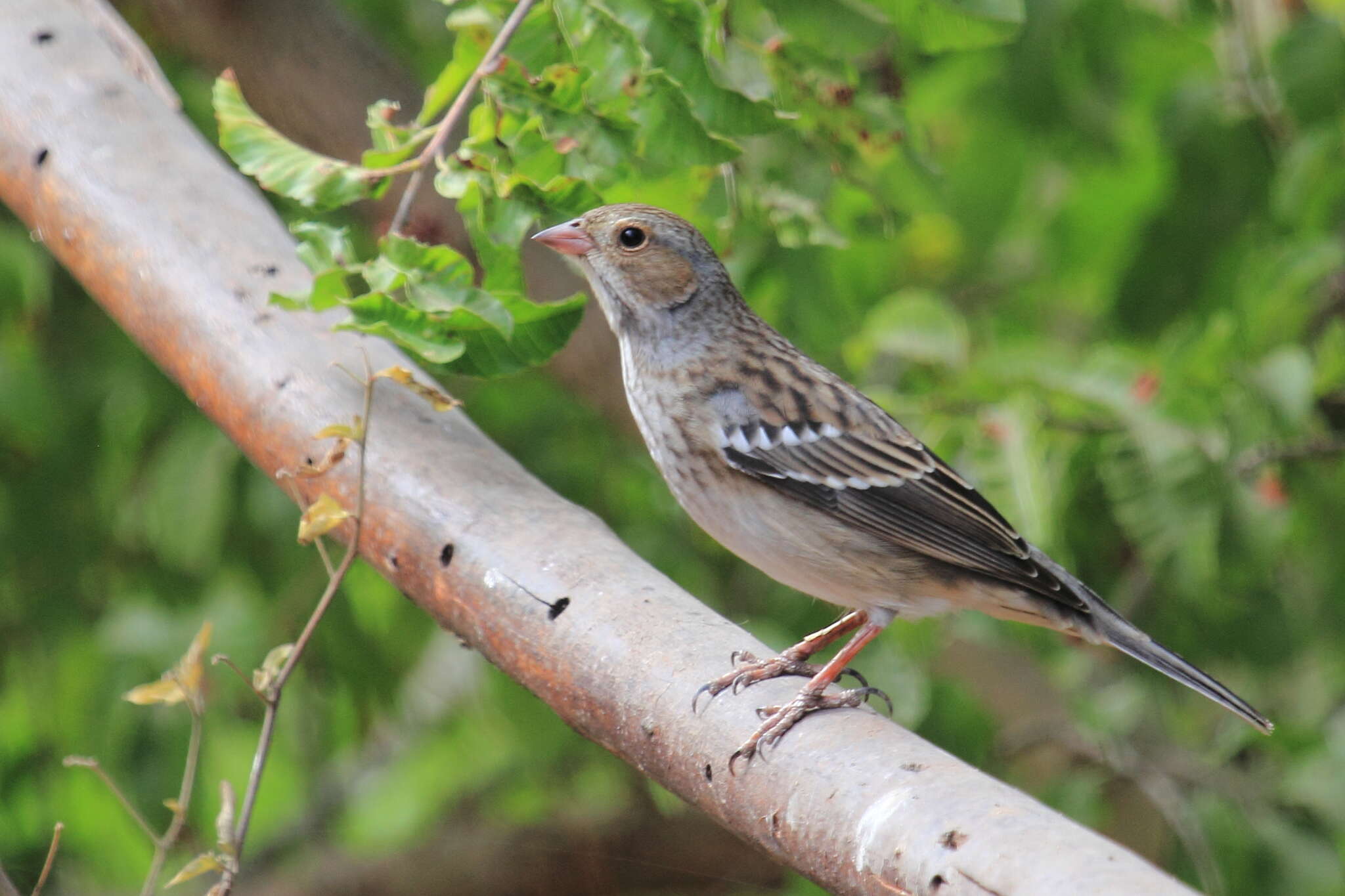 صورة Rhopospina fruticeti fruticeti (Kittlitz 1833)