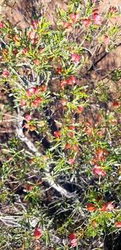 Image de Dodonaea lobulata F. Müll.