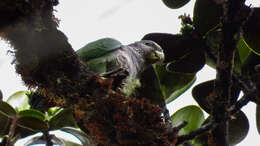 Image of Speckle-faced Parrot