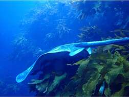 Image of Brown Stingray