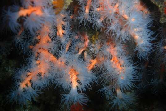 Image of orange tree coral