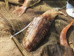 Image of Pharaoh Cuttlefish