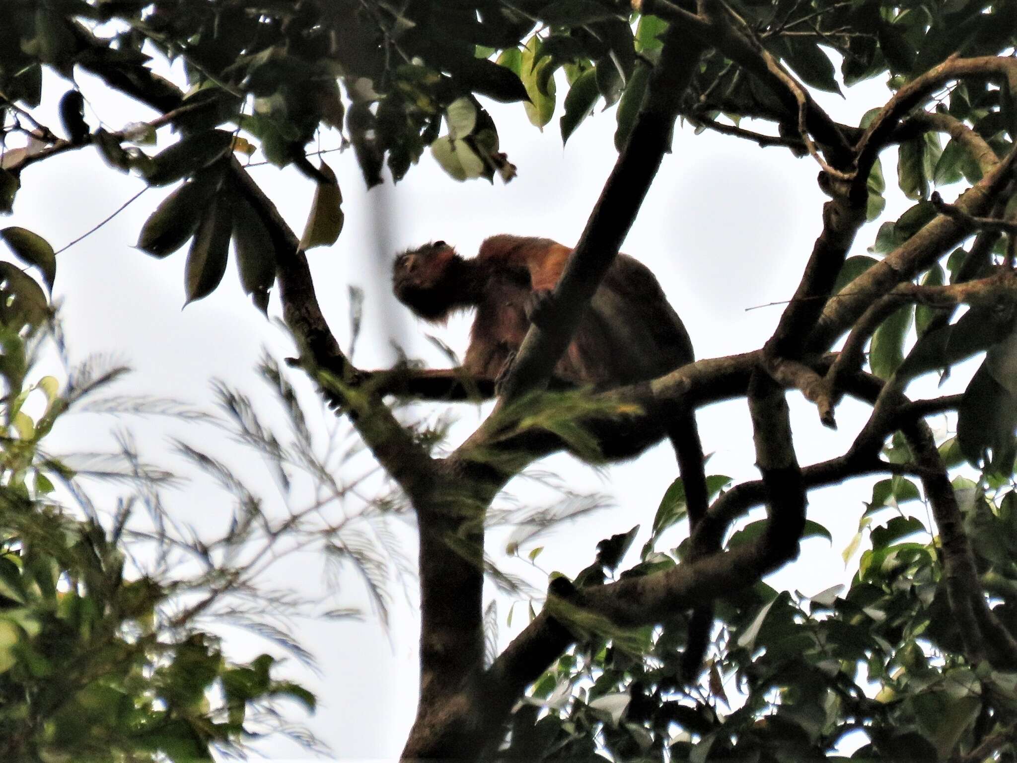 Image of Piliocolobus badius badius (Kerr 1792)