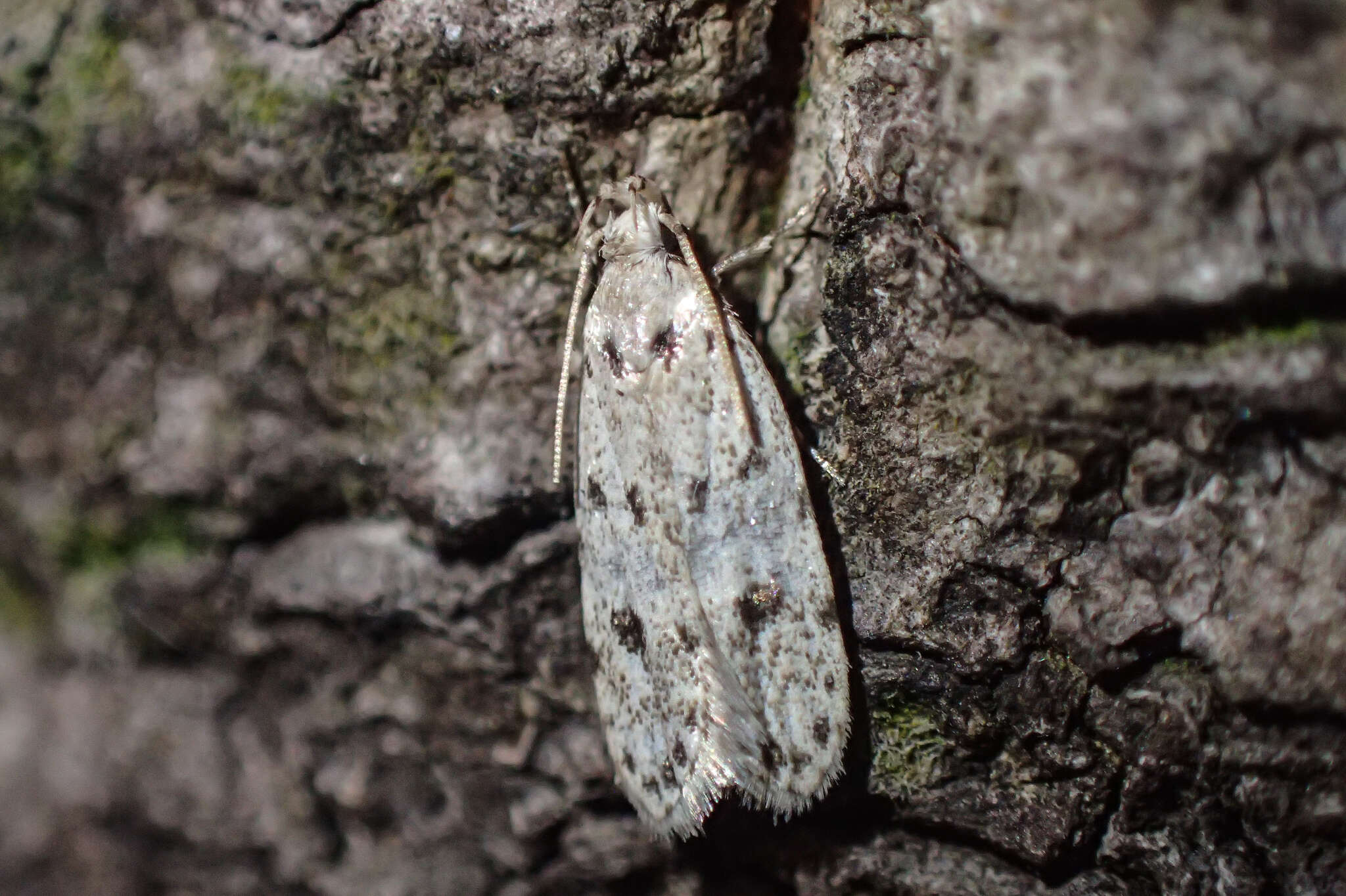 Image of Autosticha calceata Meyrick 1908