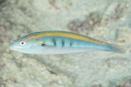 Image of Southern wrasse