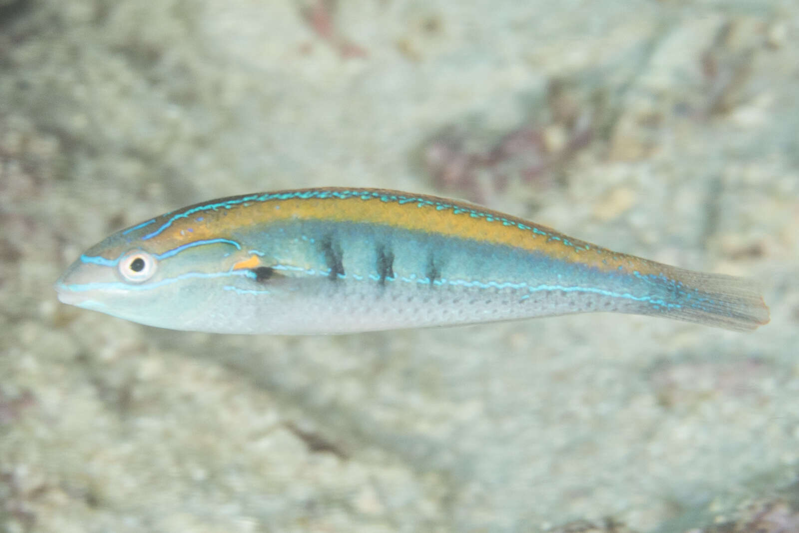 Image of Southern wrasse