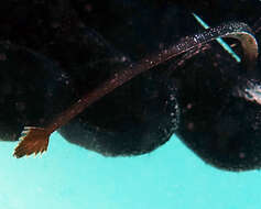 Image of Western crested pipefish