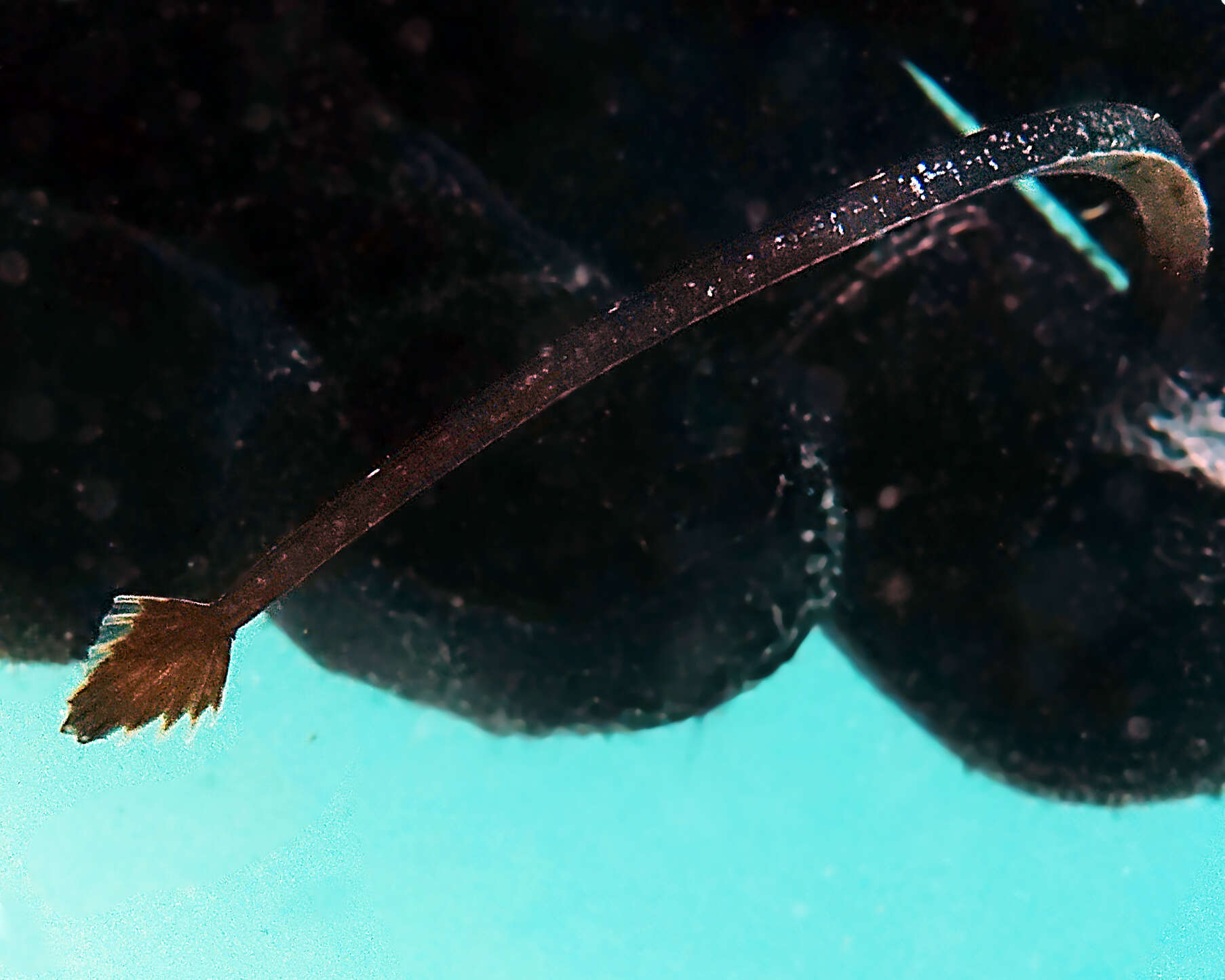 Image of Western crested pipefish