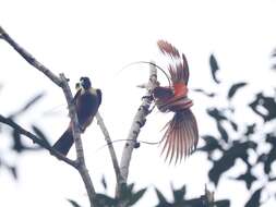 Image of Red Bird-of-Paradise