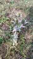 Imagem de Eryngium giganteum M. Bieb.