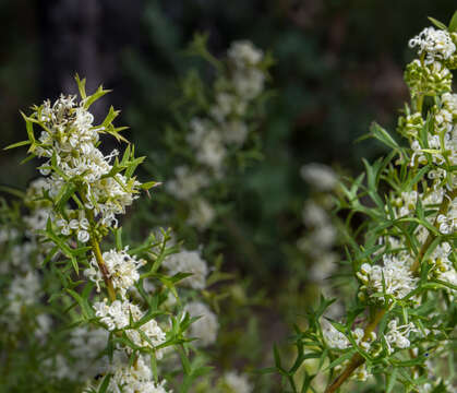 Image of Grevillea trifida (R. Br.) Meissner