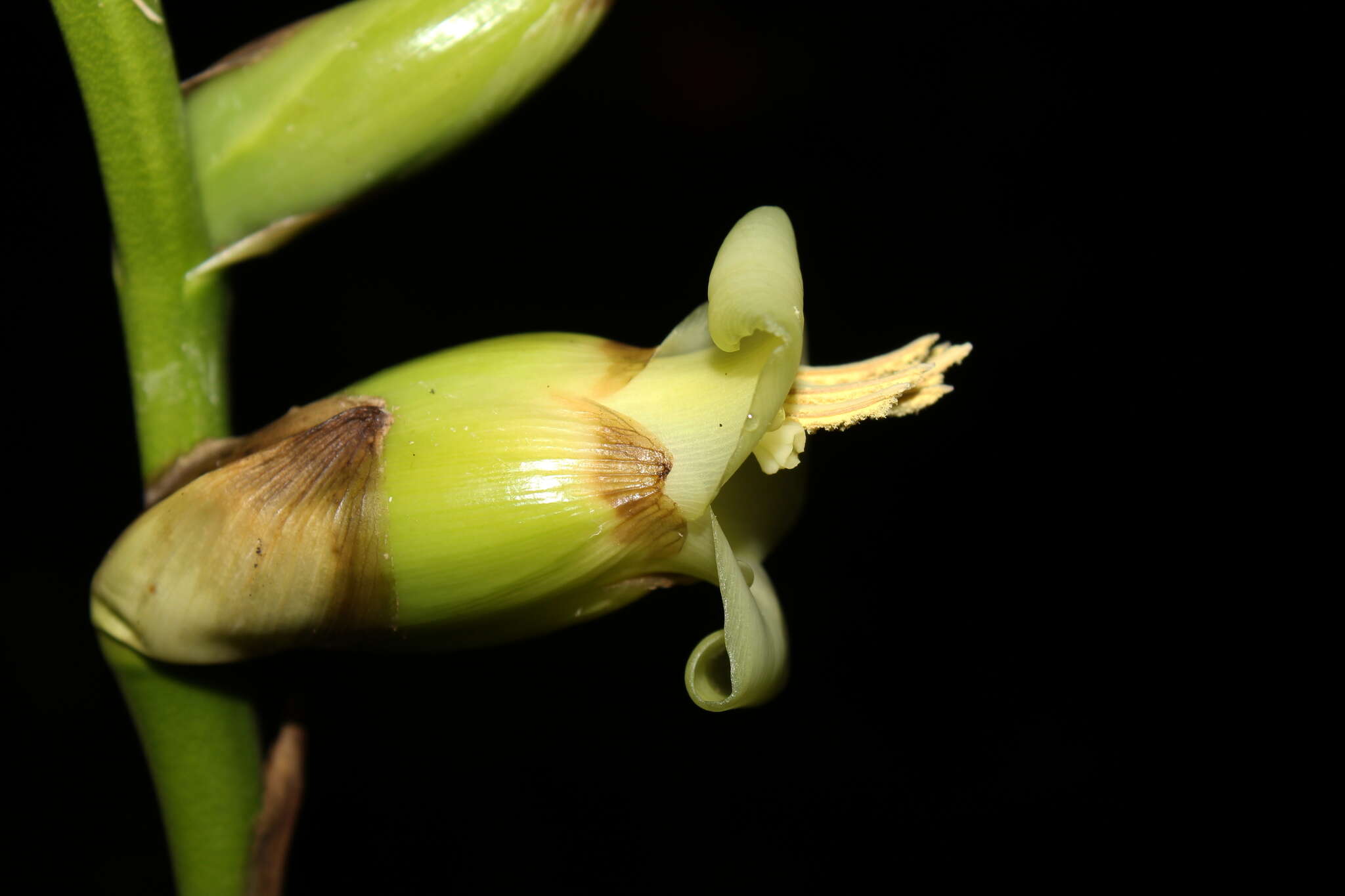 Image of Werauhia gigantea (Mart. ex Schult. & Schult. fil.) J. R. Grant