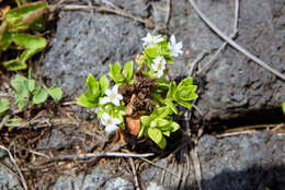 Lysimachia mauritiana Lam. resmi