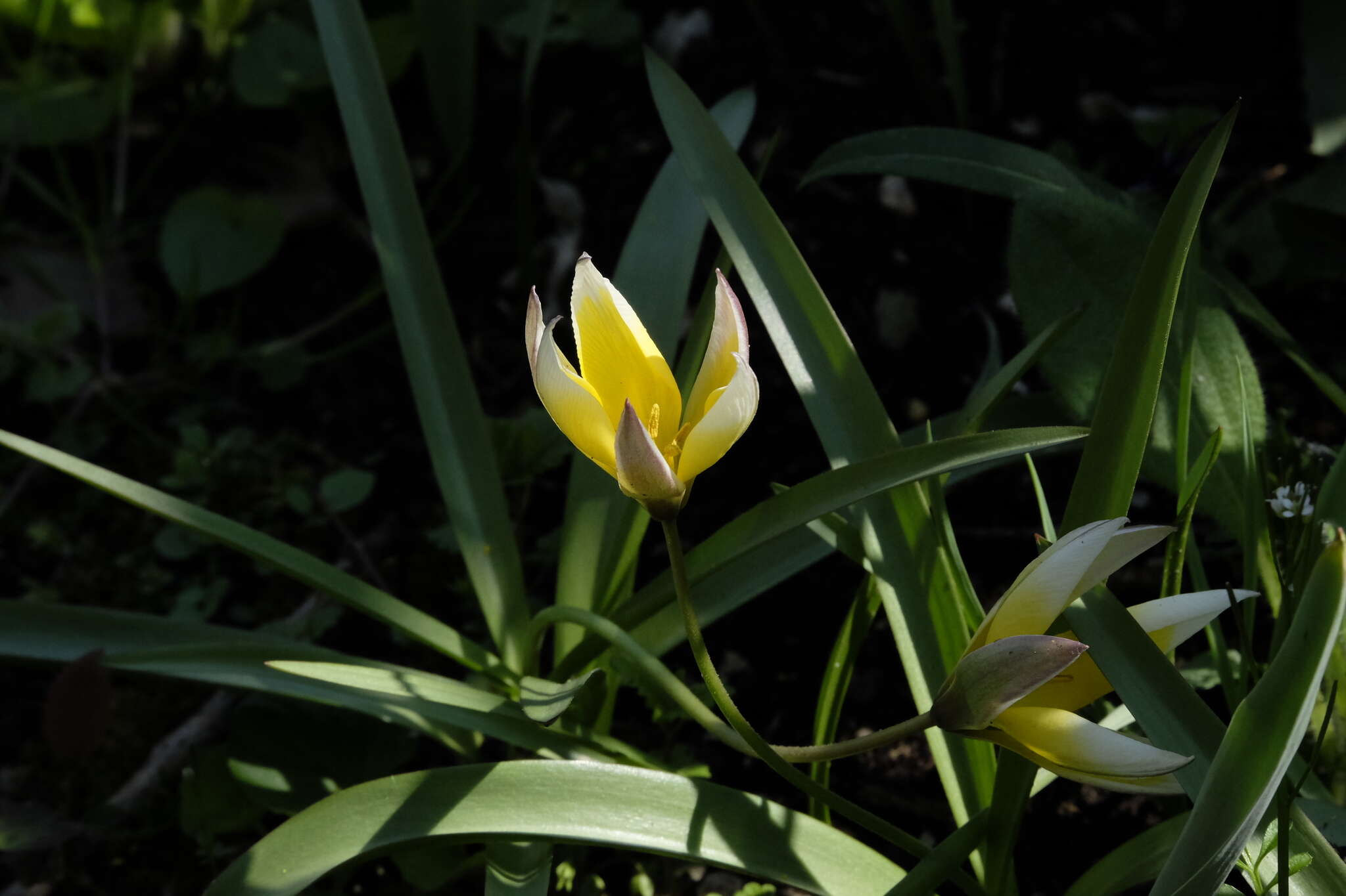 Image of Tulipa urumiensis Stapf