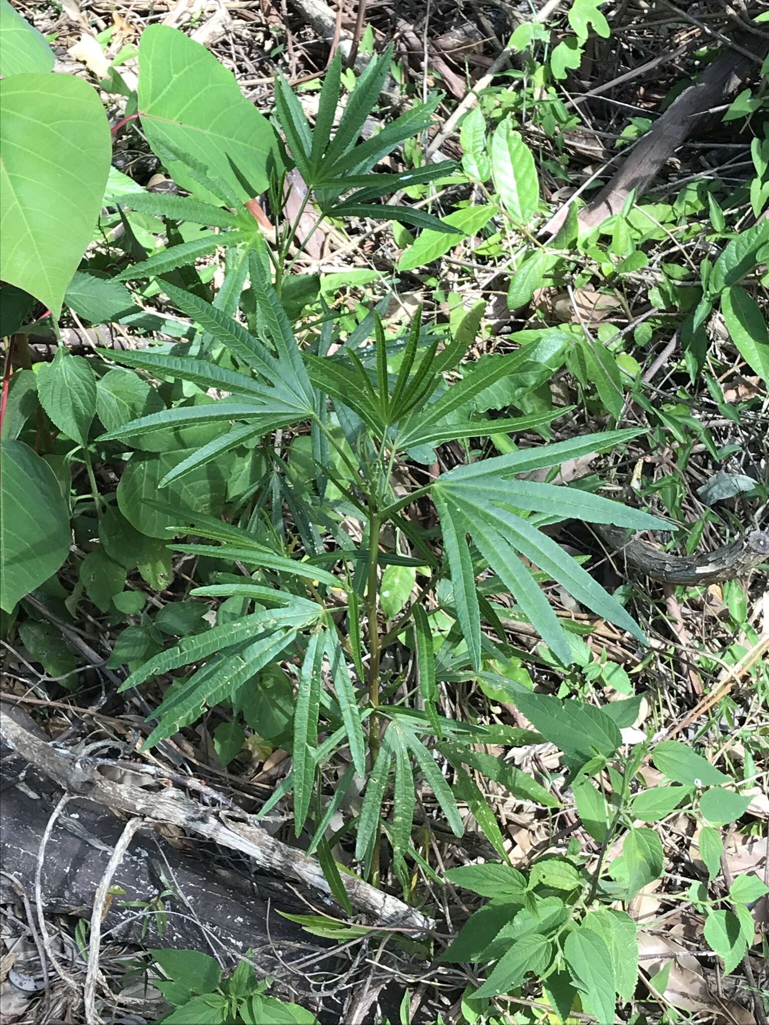 Image of Hibiscus heterophyllus Vent.