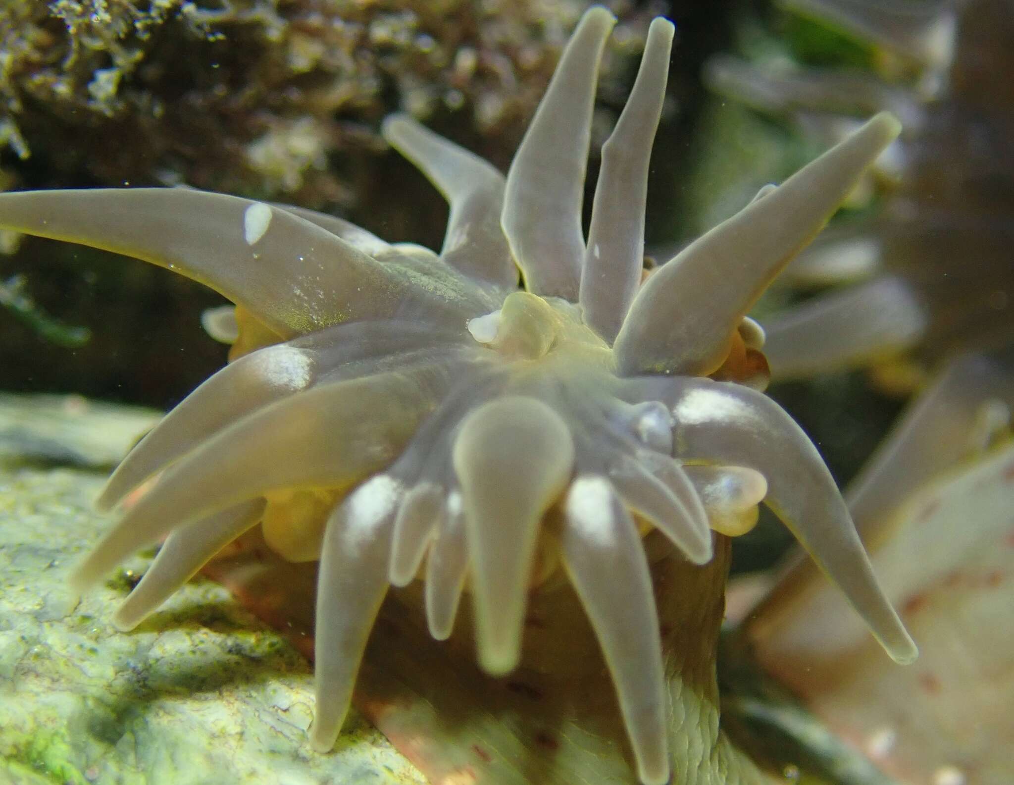 Image of Anthopleura mariae