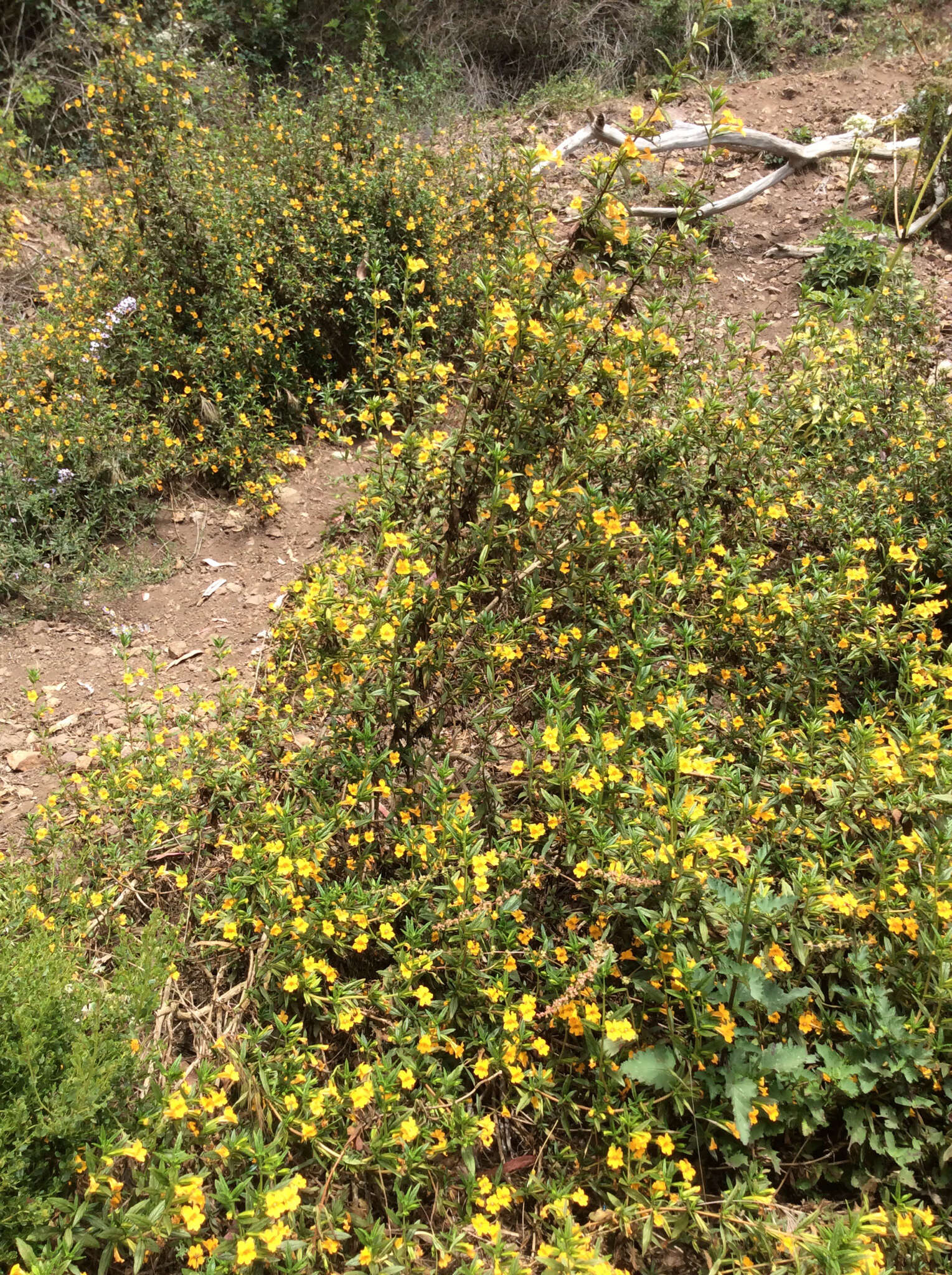 Image of Orange Bush-Monkey-Flower