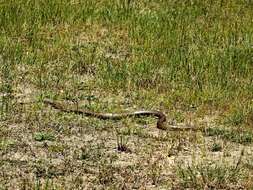 Image of Eastern brown snake