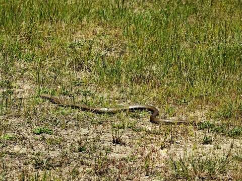 Image of Eastern brown snake