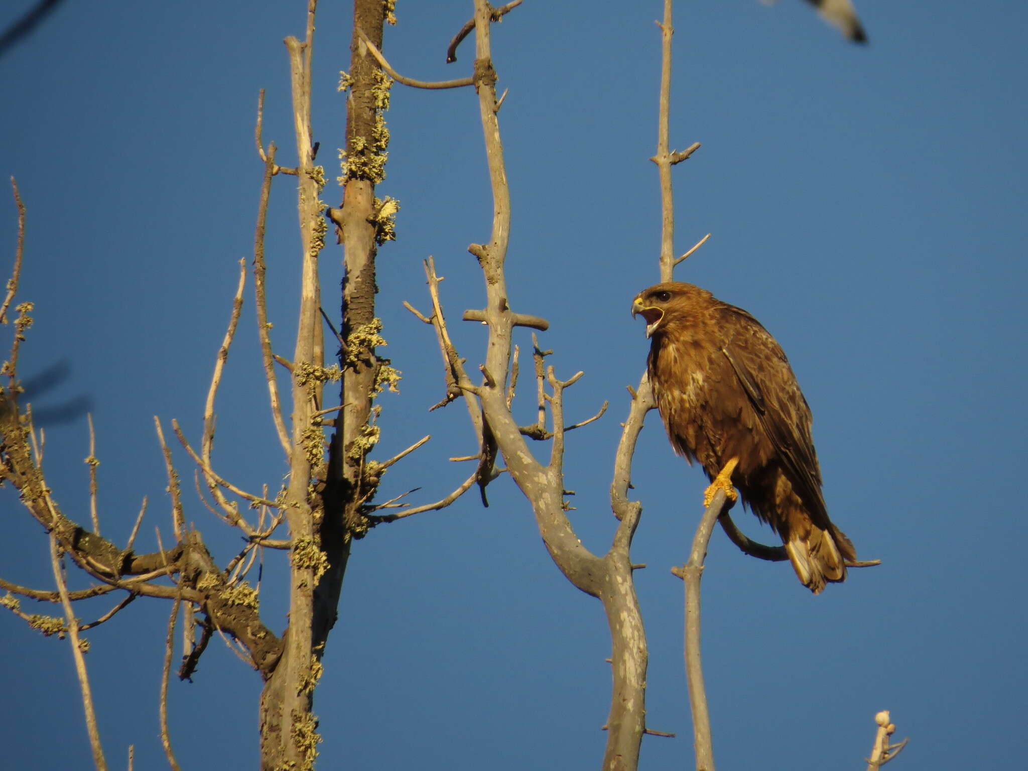 Image of Buteo buteo insularum Floericke 1903