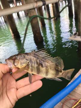 Image of Barred sand bass