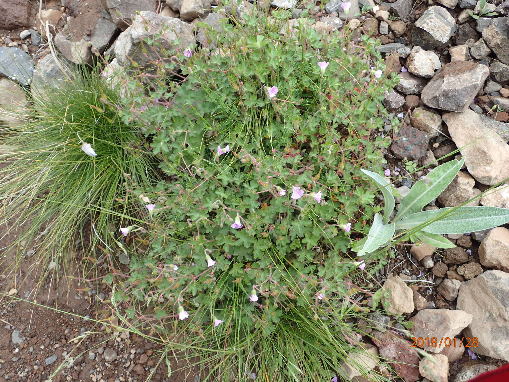 Image of Geranium schlechteri R. Knuth ex Engl.