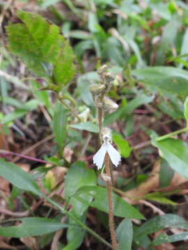 Image de Zeuxine longilabris (Lindl.) Trimen