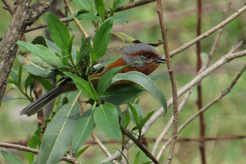 Image of Rusty-browed Warbling Finch