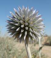 Image of Echinops albicaulis Kar. & Kir.