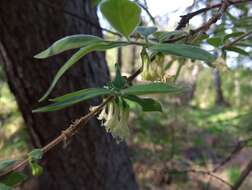 Image de Lonicera caerulea subsp. pallasii (Ledeb.) Browicz