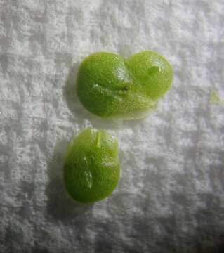 Image of Fat Duckweed