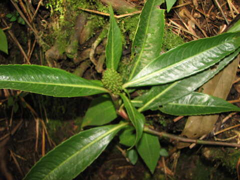 Image of Hedyosmum mexicanum Cordem. ex Baill.