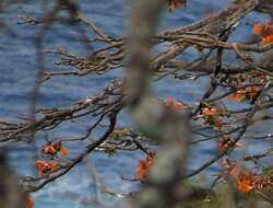 Image of Erythrina velutina Willd.