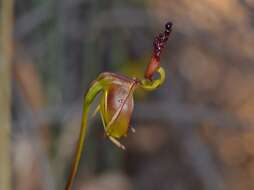 Image of Caleana alcockii (Hopper & A. P. Br.) M. A. Clem.