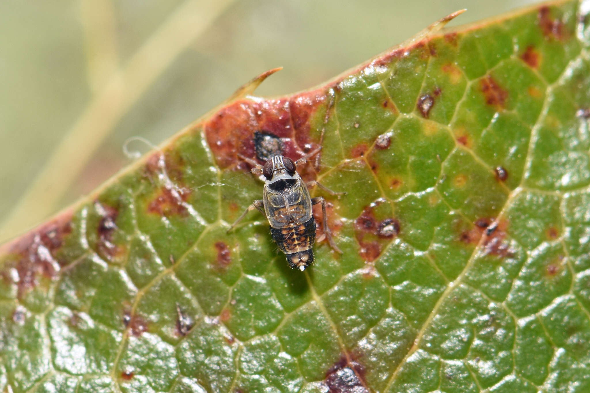 Hyledelphax elegantulus (Boheman 1847) resmi