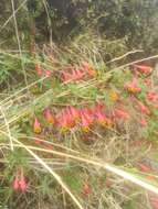 Image of Tropaeolum tricolor Sw.