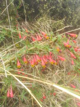 Image of Tropaeolum tricolor Sw.