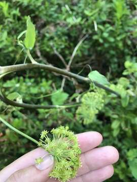 Smilax jamesii G. A. Wallace resmi