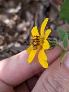 Image of heartleaf goldeneye