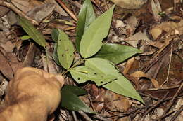 Image of Cyclophyllum balansae (Baill.) Guillaumin