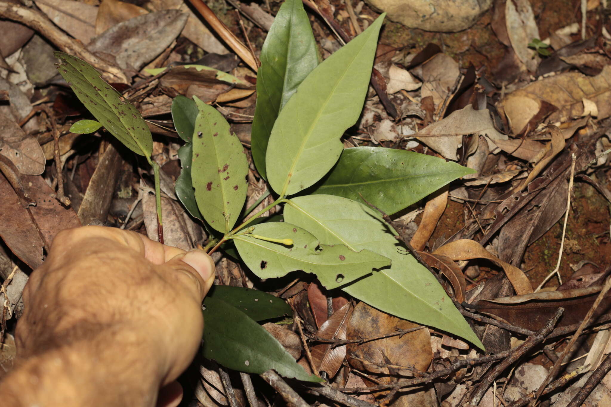 صورة Cyclophyllum balansae (Baill.) Guillaumin