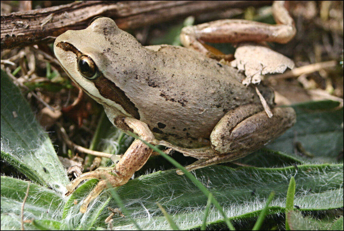 Image of Alpine Tree Frog