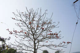 Erythrina stricta Roxb. resmi