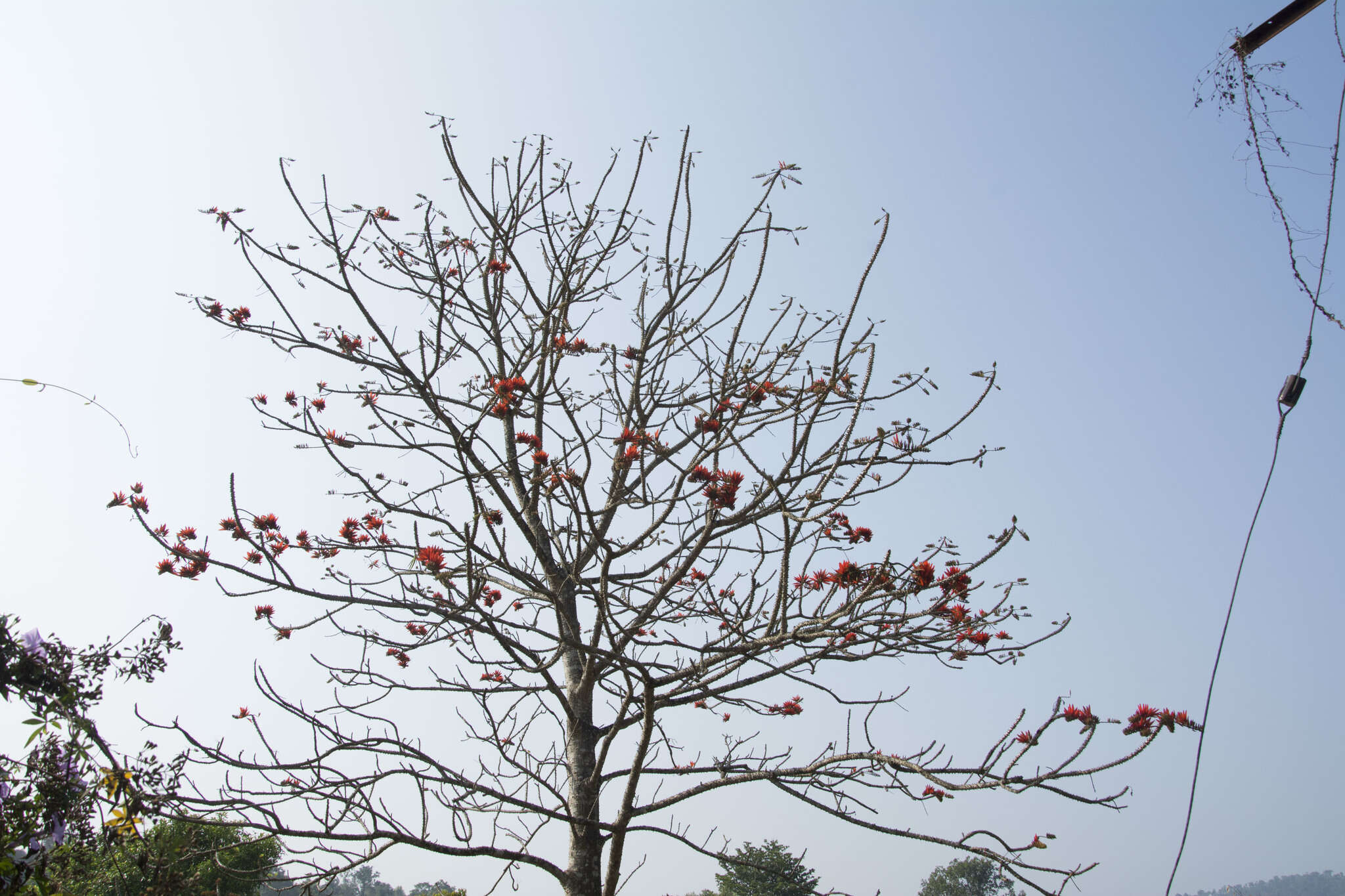 Image of Erythrina stricta Roxb.