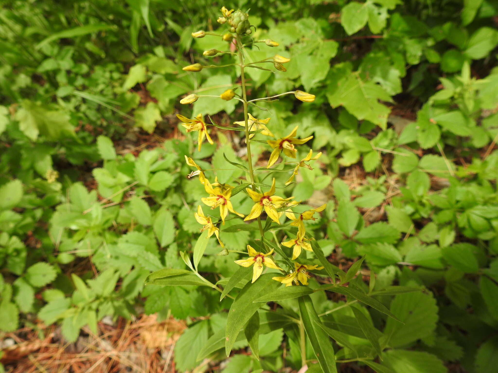 Imagem de Lysimachia terrestris (L.) Britton, Stern & Poggenb.