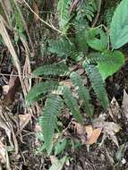 Imagem de Pteris aspericaulis Wall. ex Ag.