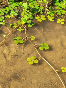 Image of Guayanan Water-Clover