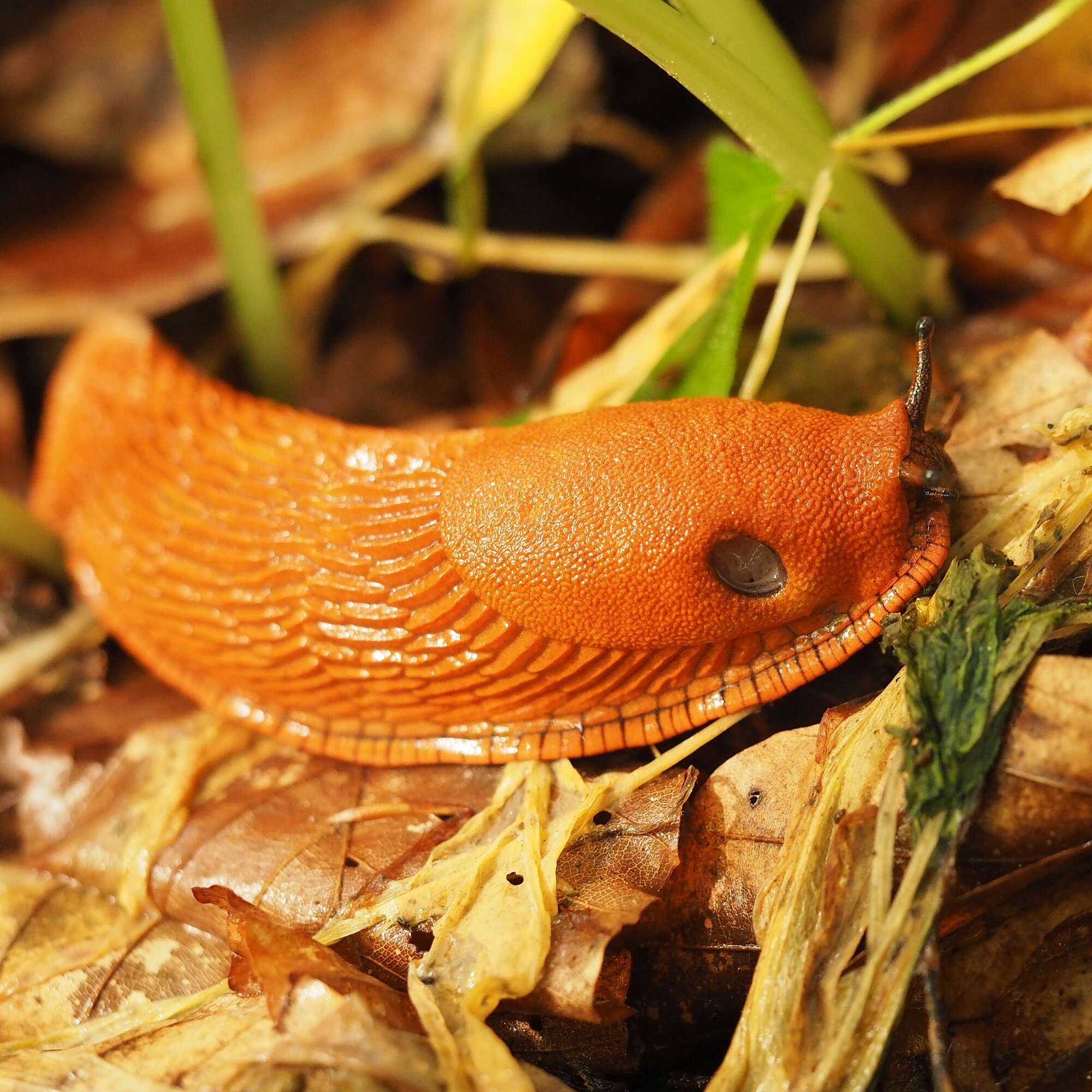 Image of red slug