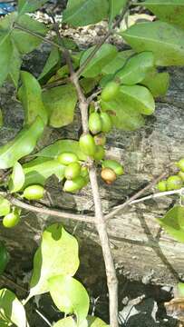 Image of Coffea tsirananae J.-F. Leroy